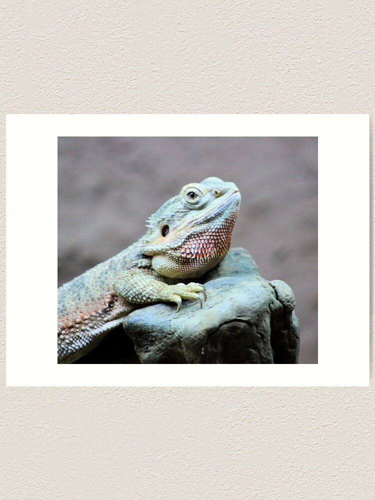 Alternate view of Iguana Art Print