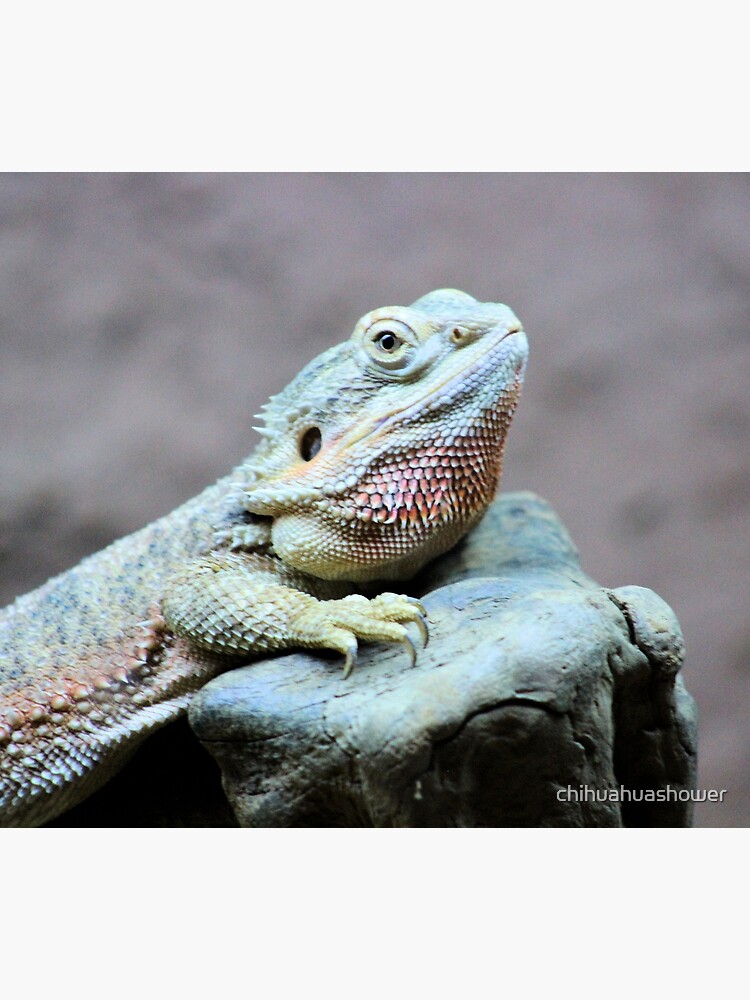 Iguana by chihuahuashower