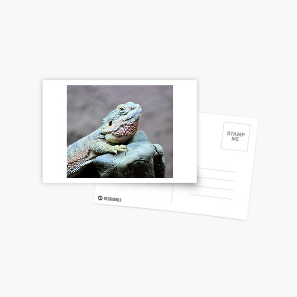 Iguana Postcard