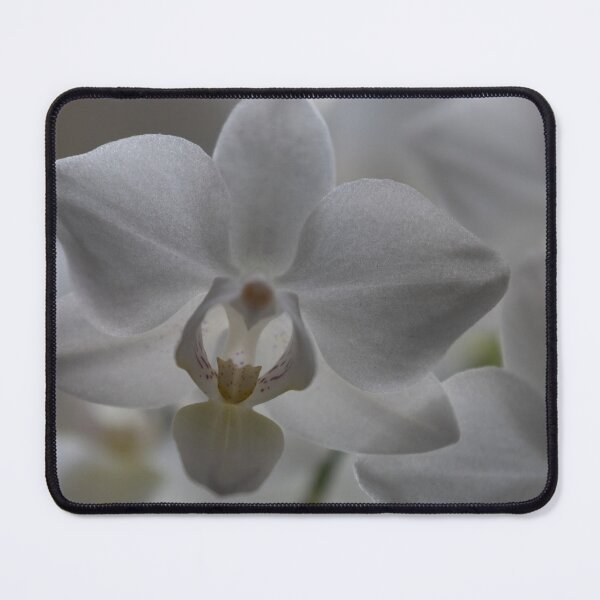 Item preview, Orchid designed and sold by Calidris Fotografie Steffi & Ben Köppler.