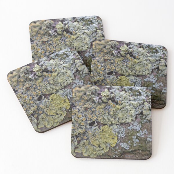 Item preview, Common orange lichen designed and sold by Calidris Fotografie Steffi & Ben Köppler.