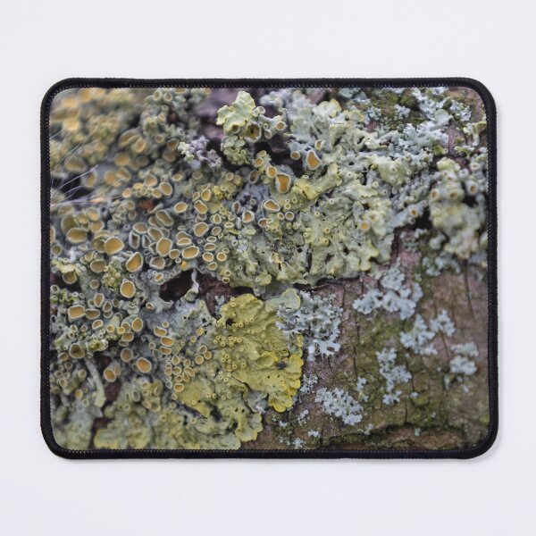 Item preview, Common orange lichen designed and sold by Calidris Fotografie Steffi & Ben Köppler.