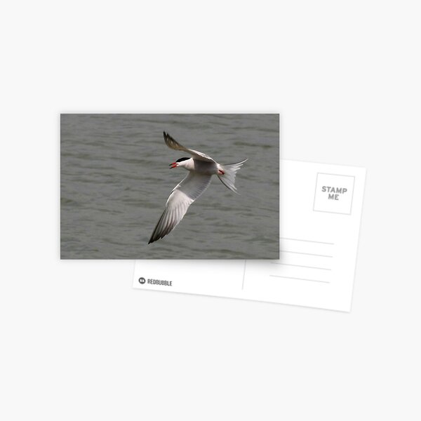 A Tern for the Better Postcard