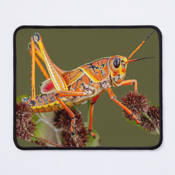 Item preview, Lubber Grasshopper  designed and sold by Dalyndigital Photography.