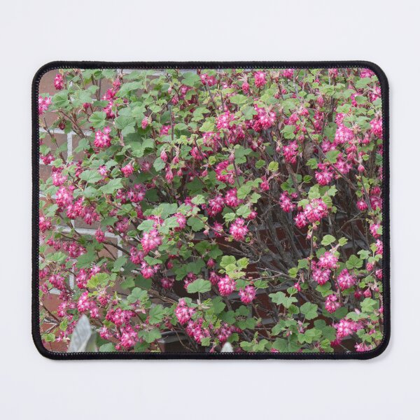 Item preview, Redflower Currant designed and sold by Calidris Fotografie Steffi & Ben Köppler.