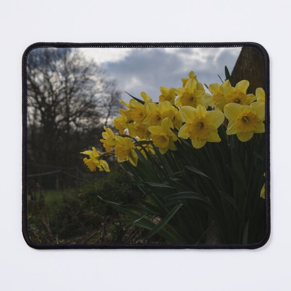 Item preview, Daffodils designed and sold by Calidris Fotografie Steffi & Ben Köppler.