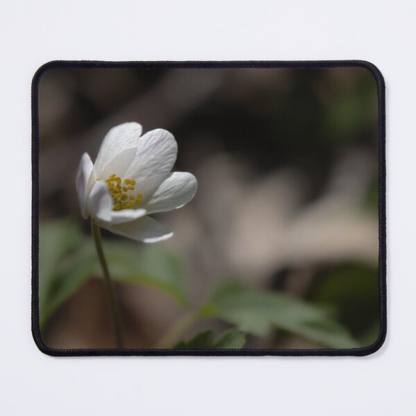 Item preview, Wood Anemone designed and sold by Calidris Fotografie Steffi & Ben Köppler.