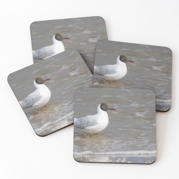Item preview, Black headed gull designed and sold by Calidris Fotografie Steffi & Ben Köppler.