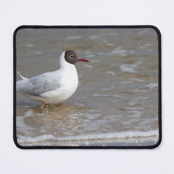 Item preview, Black headed gull designed and sold by Calidris Fotografie Steffi & Ben Köppler.