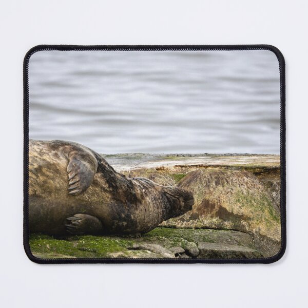 Item preview, Atlantic seal designed and sold by Calidris Fotografie Steffi & Ben Köppler.