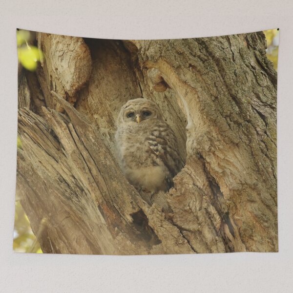Item preview, Baby barred in nest designed and sold by locustgirl.