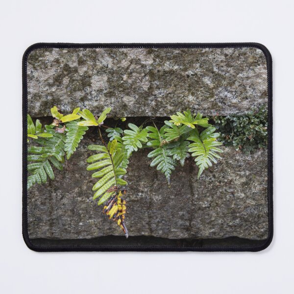 Item preview, Fern designed and sold by Calidris Fotografie Steffi & Ben Köppler.