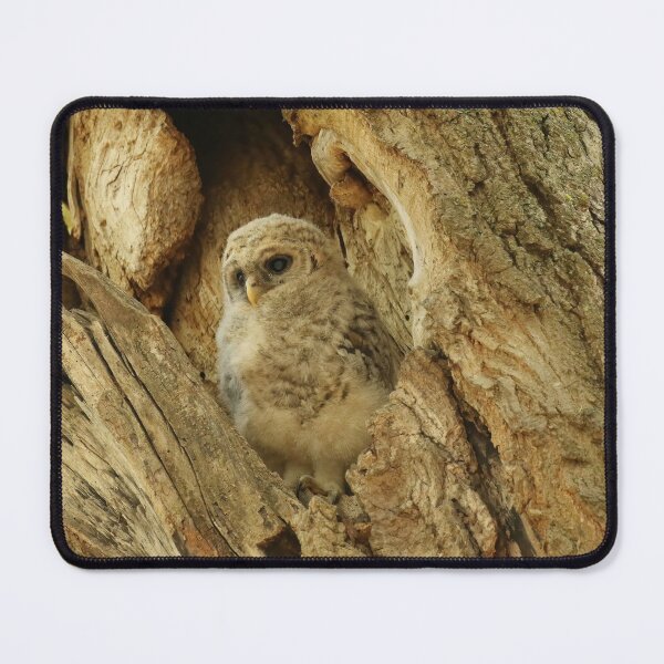 Item preview, Alert Owlet designed and sold by locustgirl.