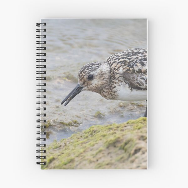 Item preview, Sanderling designed and sold by LaurenTucker.