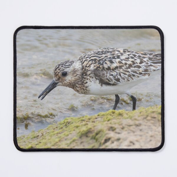 Item preview, Sanderling designed and sold by LaurenTucker.