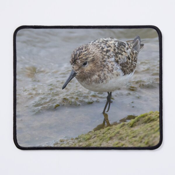 Item preview, Sanderling designed and sold by LaurenTucker.