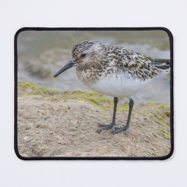 Item preview, Sanderling designed and sold by LaurenTucker.