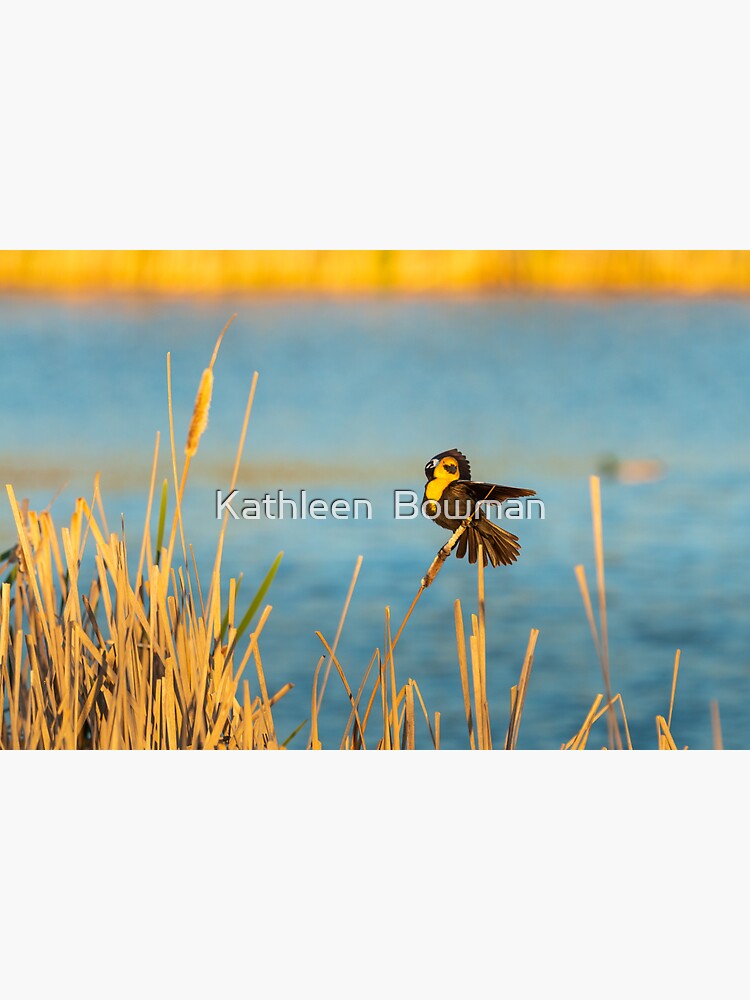 Yellow-headed Blackbird by KathleenBowman