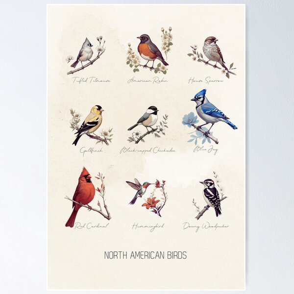 Item preview, Birds of north america collection, Vintage birds, bird species, songbirds, backyard birds designed and sold by lagunaklein.