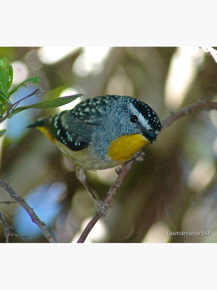 Thumbnail 2 of 2, Greeting Card, PARDALOTE ~ Spotted Pardalote FB2KdtSA by David Irwin ~ WO designed and sold by tasmanianartist.