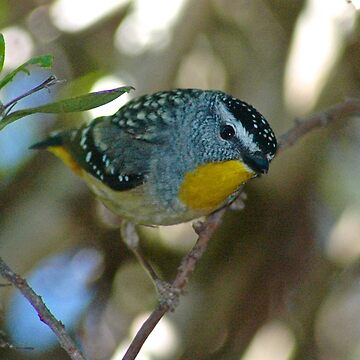 Artwork thumbnail, PARDALOTE ~ Spotted Pardalote FB2KdtSA by David Irwin ~ WO by tasmanianartist