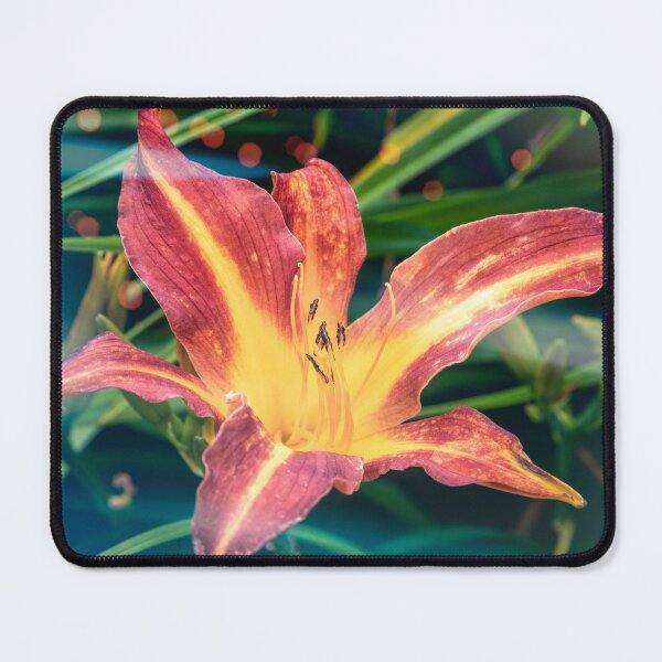 Item preview, Daylily (Hemerocallis 'Marse Connell') designed and sold by jasminewang.