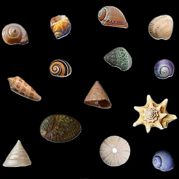 Artwork thumbnail, Sea Shells Collection by Marine Wonders