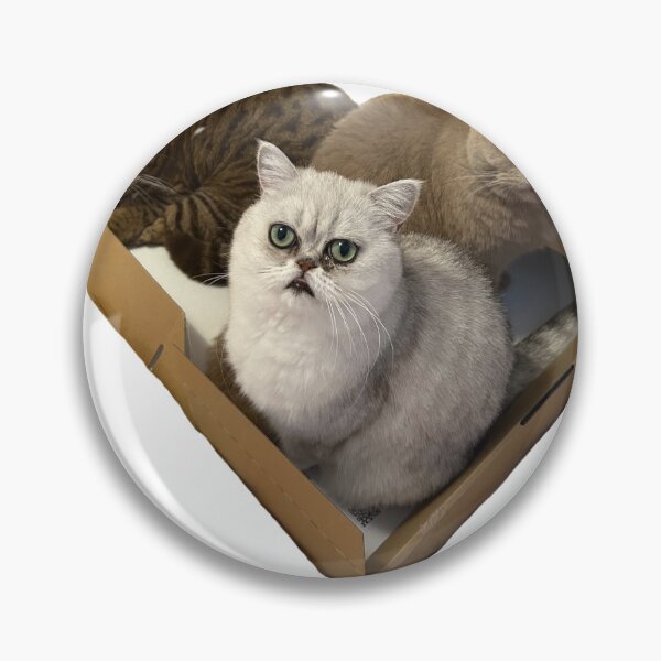 Item preview, A box of British shorthair cats designed and sold by pursuitofloot.