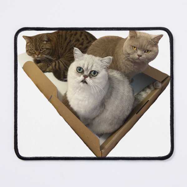 Item preview, A box of British shorthair cats designed and sold by pursuitofloot.