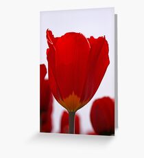 Red Tulip Greeting Card