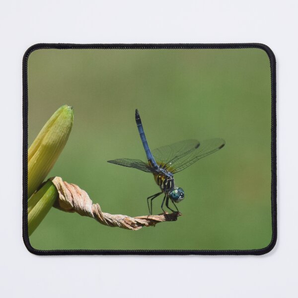Item preview, Dragonfly Gymnastics designed and sold by Maureen Zaharie.