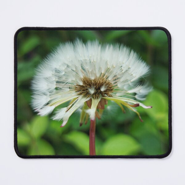Item preview, Dandelion Seedhead 1 designed and sold by Charles Oliver Creations.