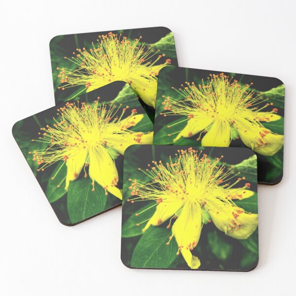 Item preview, Hypericum calycinum 'Crowthyp'  designed and sold by Charles Oliver Creations.