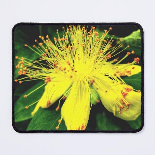 Item preview, Hypericum calycinum 'Crowthyp'  designed and sold by Charles Oliver Creations.