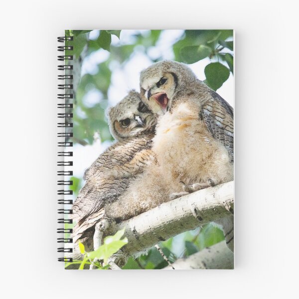 Item preview, Juvenile Great Horned Owls - Photograph designed and sold by Shauna Kenworthy.