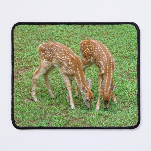 Item preview, Two Baby Deer Fawns Feeding designed and sold by SafariByMarisa.