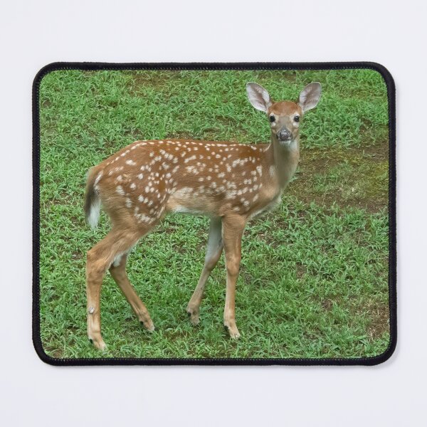 Item preview, Triple Fawns, Triple Cute designed and sold by SafariByMarisa.