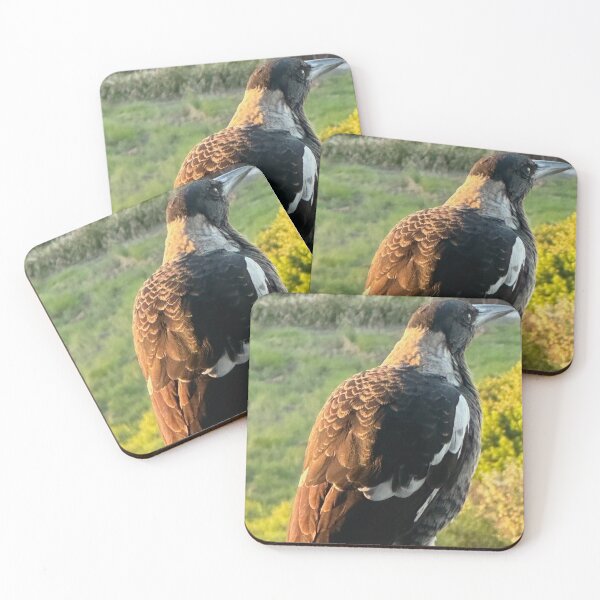 Item preview, Magpie sunning itself designed and sold by KrissfromOZ.