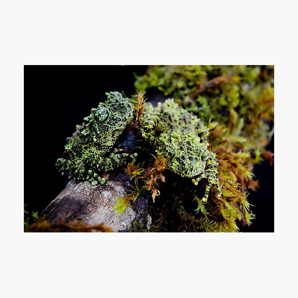 Artikelvorschau, Vietnamesische Moosige Baumfrösche (Theloderma corticale) entworfen und verkauft von Jason Weigner.