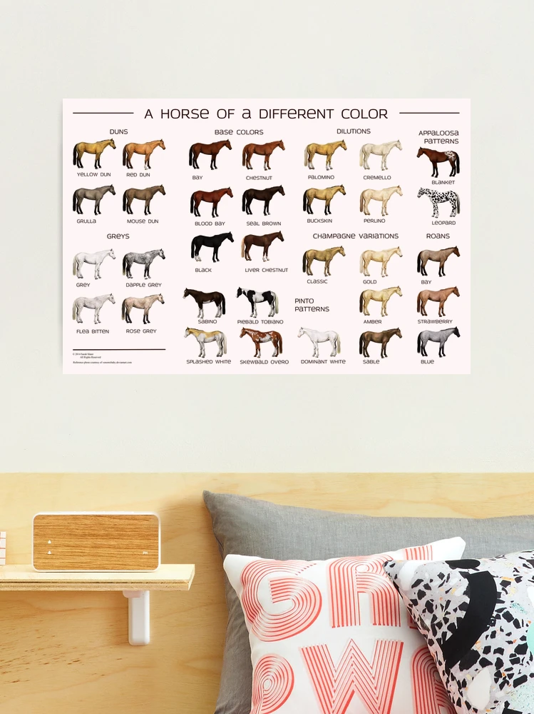 Horse Coat Colors Framed Poster 