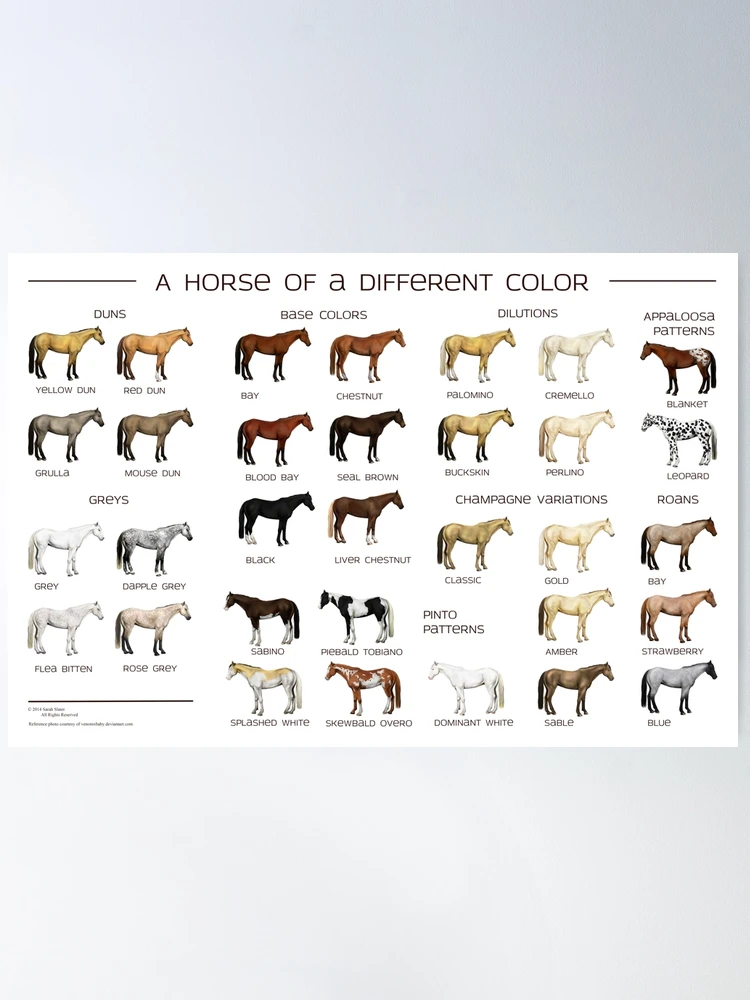 Horse Coat Colors Framed Poster -  Canada