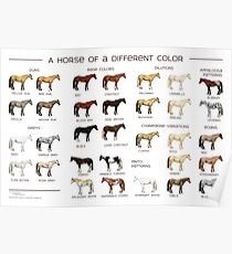 Horse Colors Poster Poster