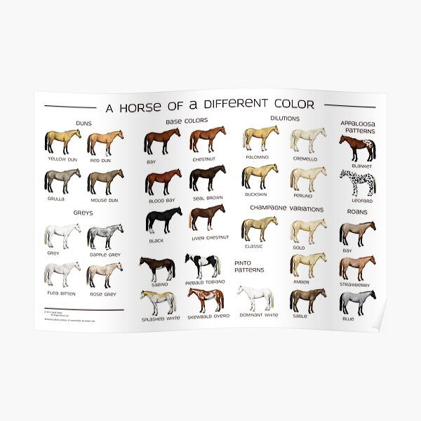 Horse Colors Poster Poster