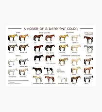 Horse Colors Poster Photographic Print