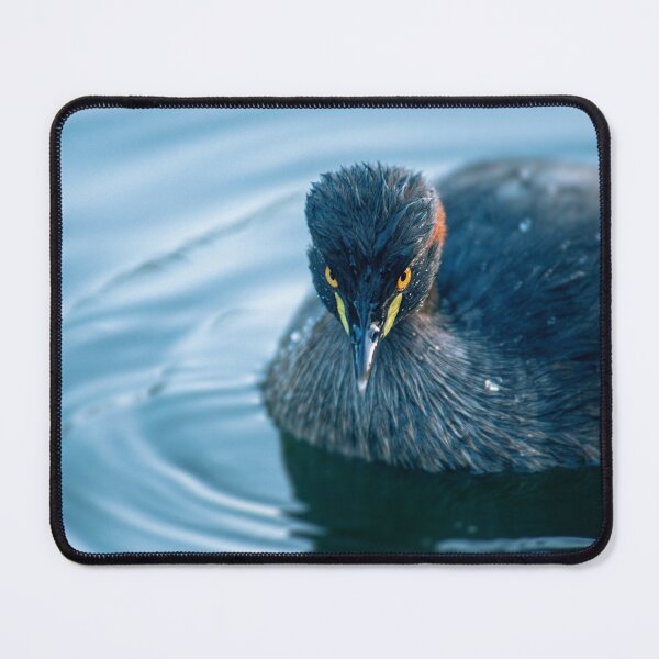 Item preview, Australasian Grebe designed and sold by robdanimalphotography.
