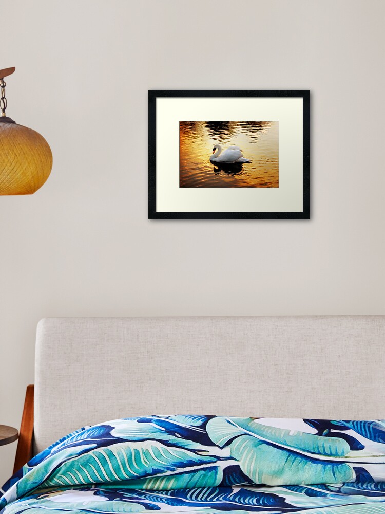 Thumbnail 2 of 7, Framed Art Print, Sunset Swan designed and sold by Coigach.