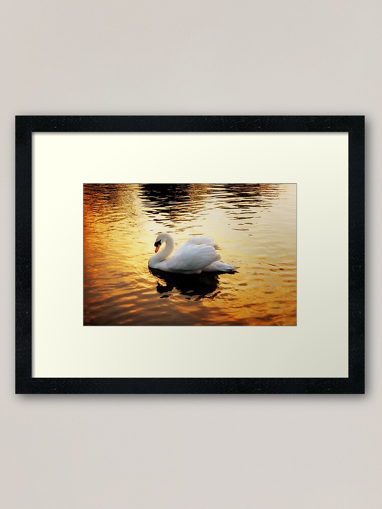 Thumbnail 1 of 7, Framed Art Print, Sunset Swan designed and sold by Coigach.