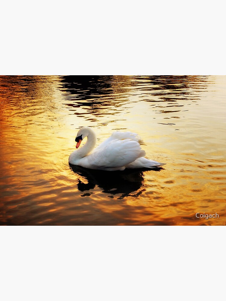 Thumbnail 7 of 7, Framed Art Print, Sunset Swan designed and sold by Coigach.