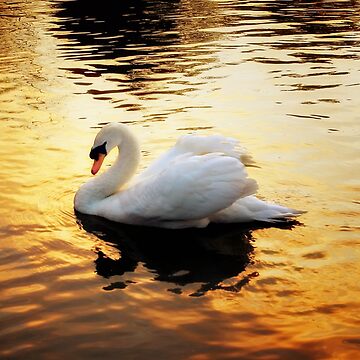 Artwork thumbnail, Sunset Swan by Coigach