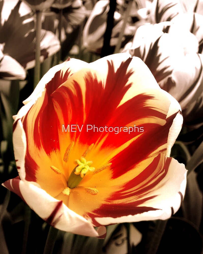 “Tiger Tulips” by MEV Photographs | Redbubble